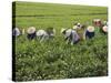 Farmers Wearing Conical Hat Picking Tea Leaves at Tea Plantation, Vietnam-Keren Su-Stretched Canvas