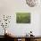 Farmers Wearing Conical Hat Picking Tea Leaves at Tea Plantation, Vietnam-Keren Su-Photographic Print displayed on a wall