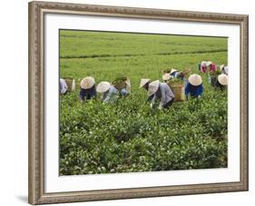 Farmers Wearing Conical Hat Picking Tea Leaves at Tea Plantation, Vietnam-Keren Su-Framed Photographic Print