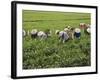 Farmers Wearing Conical Hat Picking Tea Leaves at Tea Plantation, Vietnam-Keren Su-Framed Photographic Print