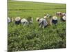 Farmers Wearing Conical Hat Picking Tea Leaves at Tea Plantation, Vietnam-Keren Su-Mounted Photographic Print