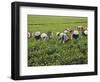 Farmers Wearing Conical Hat Picking Tea Leaves at Tea Plantation, Vietnam-Keren Su-Framed Photographic Print