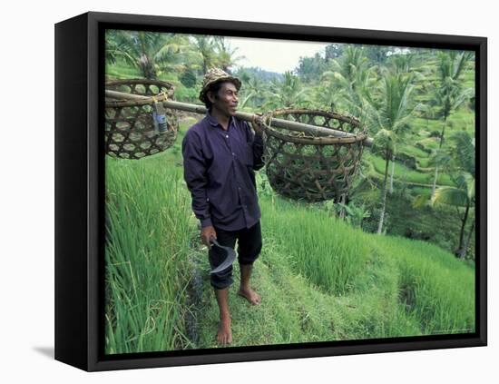 Farmers Work in Rice Terraces, Bali, Indonesia-Paul Souders-Framed Stretched Canvas