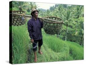 Farmers Work in Rice Terraces, Bali, Indonesia-Paul Souders-Stretched Canvas