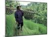 Farmers Work in Rice Terraces, Bali, Indonesia-Paul Souders-Mounted Photographic Print