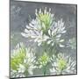 Farmhouse Cleome I-Julia Purinton-Mounted Art Print