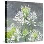 Farmhouse Cleome I-Julia Purinton-Stretched Canvas