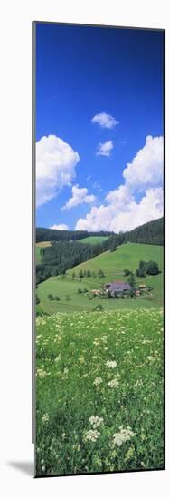 Farmhouse in a Field, Glottertal, Black Forest, Baden-Wurttemberg, Germany-null-Mounted Photographic Print