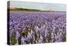 Farmhouse on the Horizon at Dutch Wadden Island Texel-Ivonnewierink-Stretched Canvas