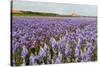 Farmhouse on the Horizon at Dutch Wadden Island Texel-Ivonnewierink-Stretched Canvas