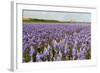 Farmhouse on the Horizon at Dutch Wadden Island Texel-Ivonnewierink-Framed Photographic Print