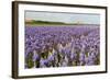 Farmhouse on the Horizon at Dutch Wadden Island Texel-Ivonnewierink-Framed Photographic Print