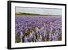 Farmhouse on the Horizon at Dutch Wadden Island Texel-Ivonnewierink-Framed Photographic Print