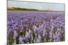 Farmhouse on the Horizon at Dutch Wadden Island Texel-Ivonnewierink-Mounted Photographic Print