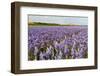 Farmhouse on the Horizon at Dutch Wadden Island Texel-Ivonnewierink-Framed Photographic Print