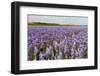 Farmhouse on the Horizon at Dutch Wadden Island Texel-Ivonnewierink-Framed Photographic Print