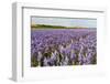 Farmhouse on the Horizon at Dutch Wadden Island Texel-Ivonnewierink-Framed Photographic Print