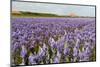 Farmhouse on the Horizon at Dutch Wadden Island Texel-Ivonnewierink-Mounted Photographic Print