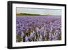 Farmhouse on the Horizon at Dutch Wadden Island Texel-Ivonnewierink-Framed Photographic Print