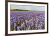 Farmhouse on the Horizon at Dutch Wadden Island Texel-Ivonnewierink-Framed Photographic Print