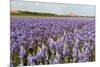 Farmhouse on the Horizon at Dutch Wadden Island Texel-Ivonnewierink-Mounted Photographic Print