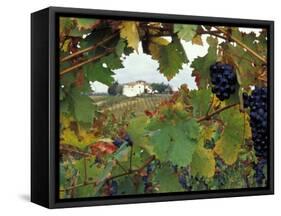 Farmhouse View Through Grapevine, Tuscany, Italy-John & Lisa Merrill-Framed Stretched Canvas