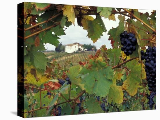 Farmhouse View Through Grapevine, Tuscany, Italy-John & Lisa Merrill-Stretched Canvas