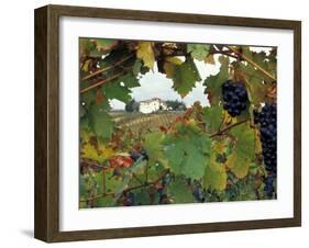 Farmhouse View Through Grapevine, Tuscany, Italy-John & Lisa Merrill-Framed Premium Photographic Print