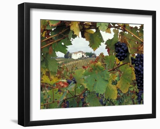 Farmhouse View Through Grapevine, Tuscany, Italy-John & Lisa Merrill-Framed Premium Photographic Print