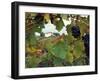 Farmhouse View Through Grapevine, Tuscany, Italy-John & Lisa Merrill-Framed Premium Photographic Print