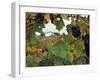 Farmhouse View Through Grapevine, Tuscany, Italy-John & Lisa Merrill-Framed Premium Photographic Print