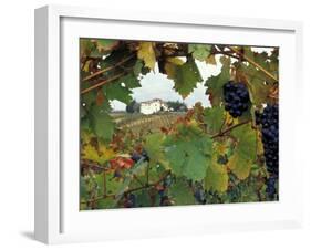 Farmhouse View Through Grapevine, Tuscany, Italy-John & Lisa Merrill-Framed Premium Photographic Print