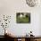 Farmhouse View Through Grapevine, Tuscany, Italy-John & Lisa Merrill-Photographic Print displayed on a wall