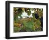 Farmhouse View Through Grapevine, Tuscany, Italy-John & Lisa Merrill-Framed Premium Photographic Print