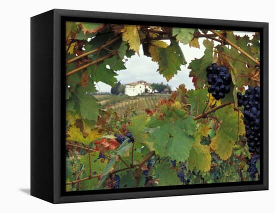 Farmhouse View Through Grapevine, Tuscany, Italy-John & Lisa Merrill-Framed Stretched Canvas