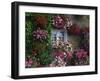 Farmhouse Window Surrounded by Flowers, Ille-et-Vilaine, Brittany, France, Europe-Tomlinson Ruth-Framed Photographic Print