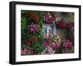 Farmhouse Window Surrounded by Flowers, Ille-et-Vilaine, Brittany, France, Europe-Tomlinson Ruth-Framed Photographic Print