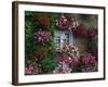 Farmhouse Window Surrounded by Flowers, Ille-et-Vilaine, Brittany, France, Europe-Tomlinson Ruth-Framed Photographic Print