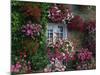 Farmhouse Window Surrounded by Flowers, Ille-et-Vilaine, Brittany, France, Europe-Tomlinson Ruth-Mounted Photographic Print