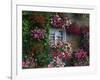 Farmhouse Window Surrounded by Flowers, Ille-et-Vilaine, Brittany, France, Europe-Tomlinson Ruth-Framed Photographic Print