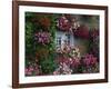 Farmhouse Window Surrounded by Flowers, Ille-et-Vilaine, Brittany, France, Europe-Tomlinson Ruth-Framed Photographic Print