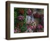 Farmhouse Window Surrounded by Flowers, Ille-et-Vilaine, Brittany, France, Europe-Tomlinson Ruth-Framed Photographic Print