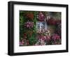 Farmhouse Window Surrounded by Flowers, Ille-et-Vilaine, Brittany, France, Europe-Tomlinson Ruth-Framed Premium Photographic Print