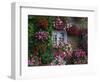 Farmhouse Window Surrounded by Flowers, Ille-et-Vilaine, Brittany, France, Europe-Tomlinson Ruth-Framed Premium Photographic Print