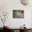 Farmhouse Window Surrounded by Flowers, Lile-Et-Vilaine Near Combourg, Brittany, France, Europe-Ruth Tomlinson-Photographic Print displayed on a wall