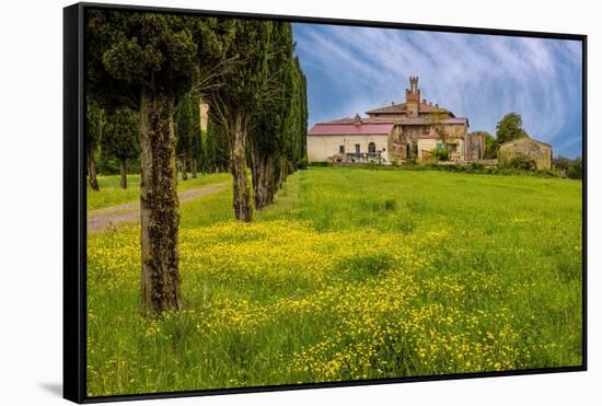 Farmhouse with road lined by Cypress tree row. Yellow mustard field. Montalcino. Tuscany, Italy.-Tom Norring-Framed Stretched Canvas