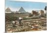 Farming by the Nile, Pyramids, Egypt-null-Mounted Art Print
