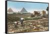 Farming by the Nile, Pyramids, Egypt-null-Framed Stretched Canvas