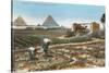 Farming by the Nile, Pyramids, Egypt-null-Stretched Canvas