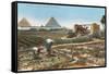 Farming by the Nile, Pyramids, Egypt-null-Framed Stretched Canvas